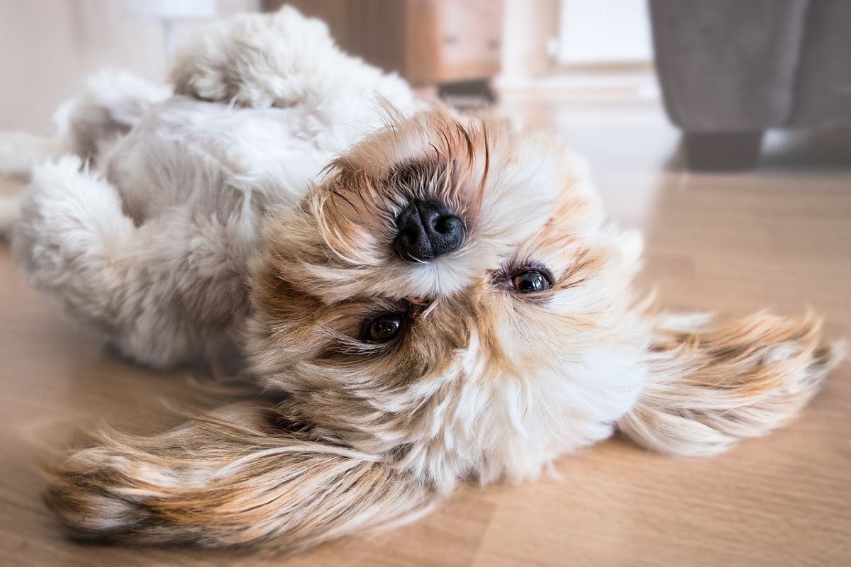 puppy vaccination