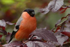 Bird sitting on tree