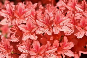 pink flowers
