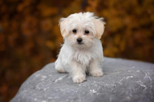 fluffy white puppy