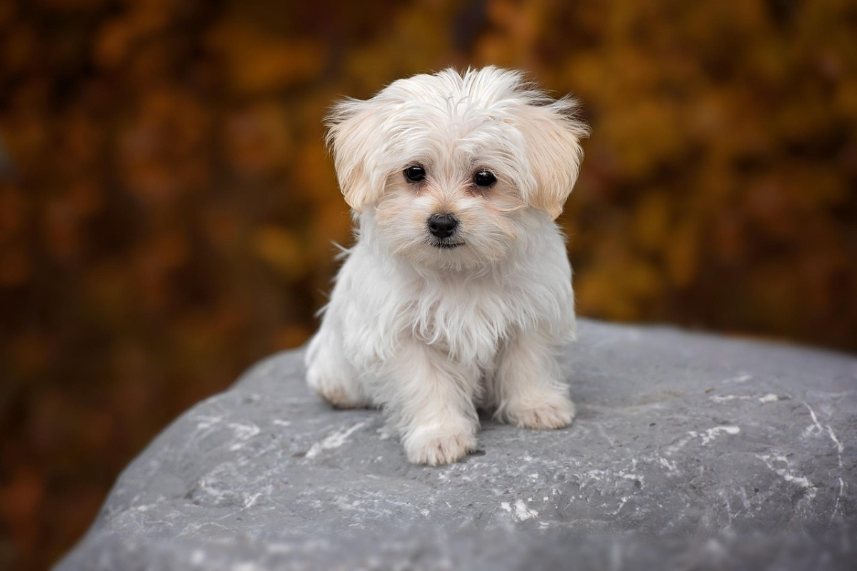fluffy white puppy
